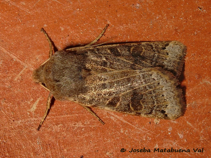 Noctuidae di questa fine settimana